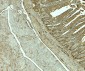 SLC29A3 Antibody
